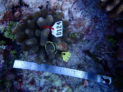 Image 12