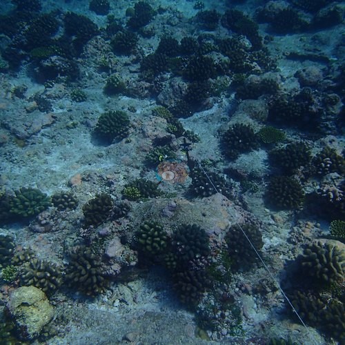 Image 21
