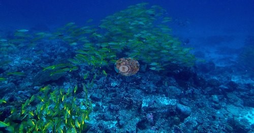 Image 11