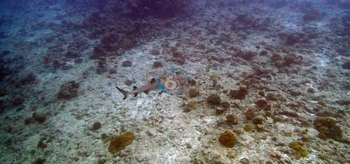 Image 22
