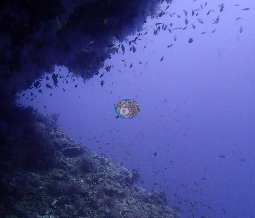 Image 7
