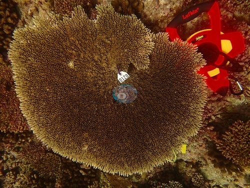 Image 11
