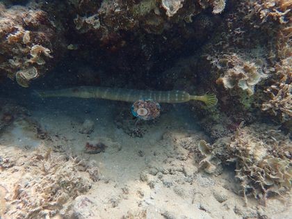 Image 17