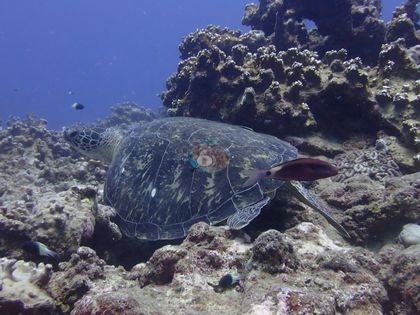 Image 12