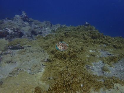 Image 16