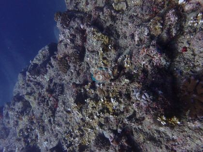 Image 9