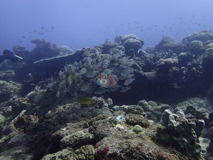 Image 13