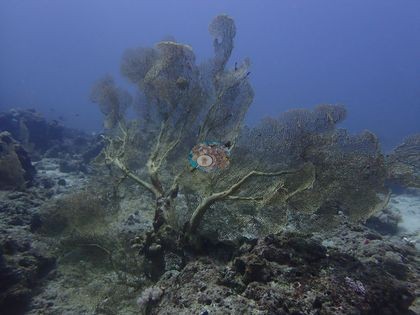 Image 13