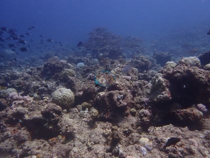 Image 16