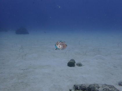 Image 9
