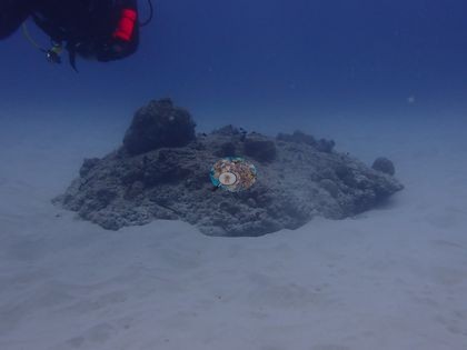 Image 13