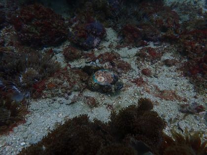 Image 10