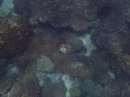 Image 14