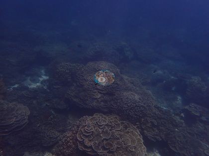 Image 16