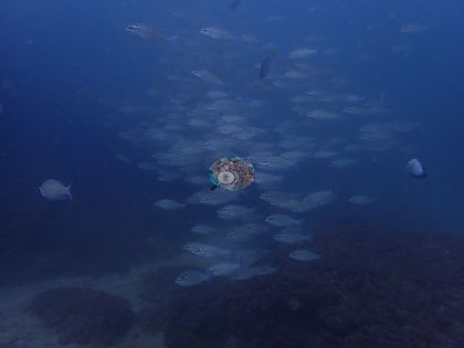 Image 15