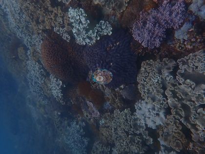 Image 15