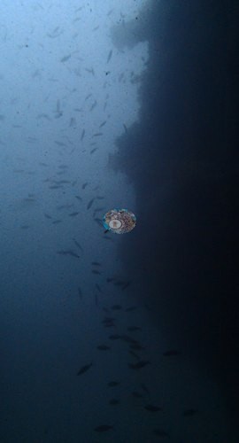 Image 9