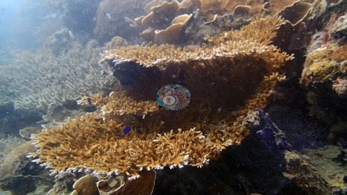 Image 15