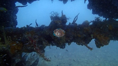 Image 10