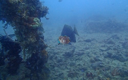 Image 12