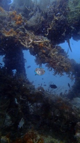 Image 8