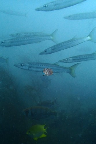 Image 18