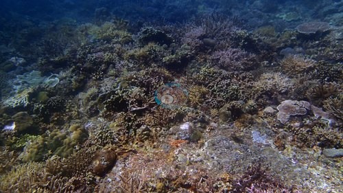 Image 15