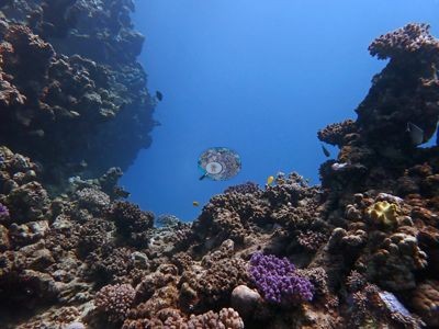 Image 8
