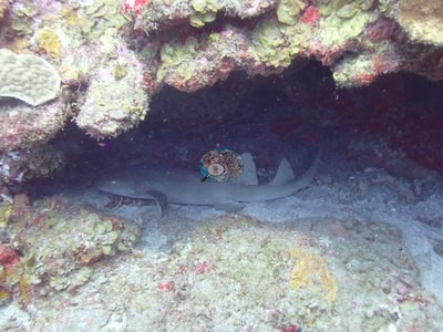 Image 14