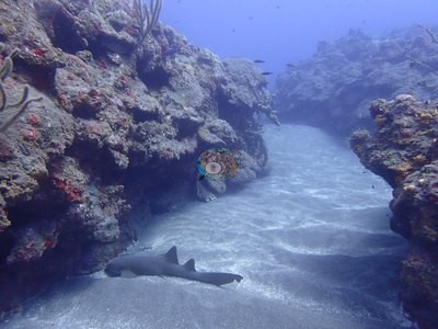 Image 45