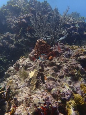 Image 10