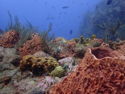 Image 11
