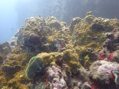 Image 14