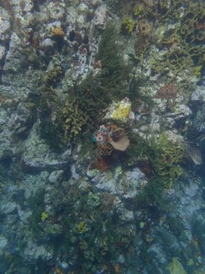 Image 15