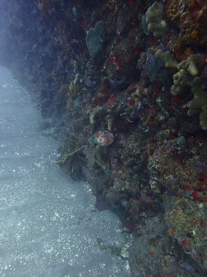 Image 17