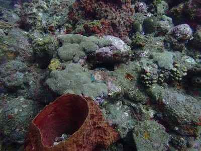 Image 27