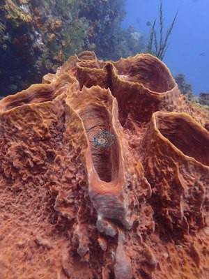 Image 30