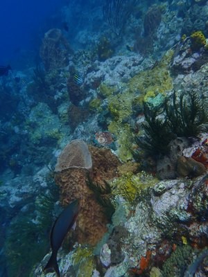 Image 31