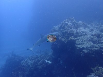 Image 34