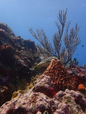 Image 38