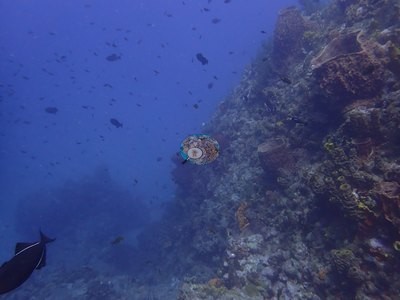Image 52