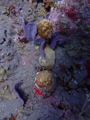 Image 13