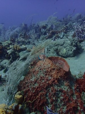 Image 15