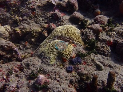 Image 36