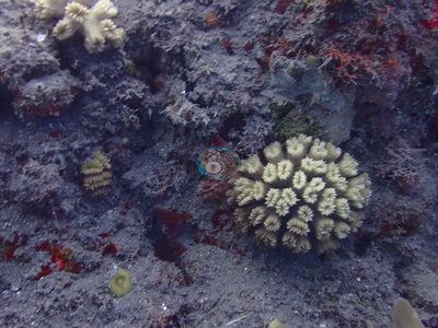 Image 38