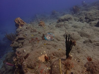 Image 39