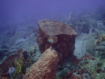 Image 42
