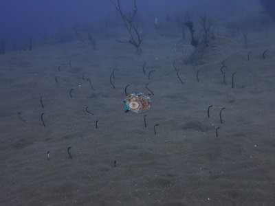 Image 43