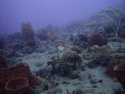 Image 54
