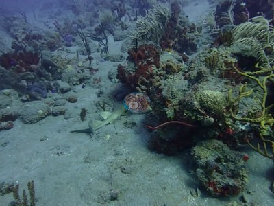 Image 7